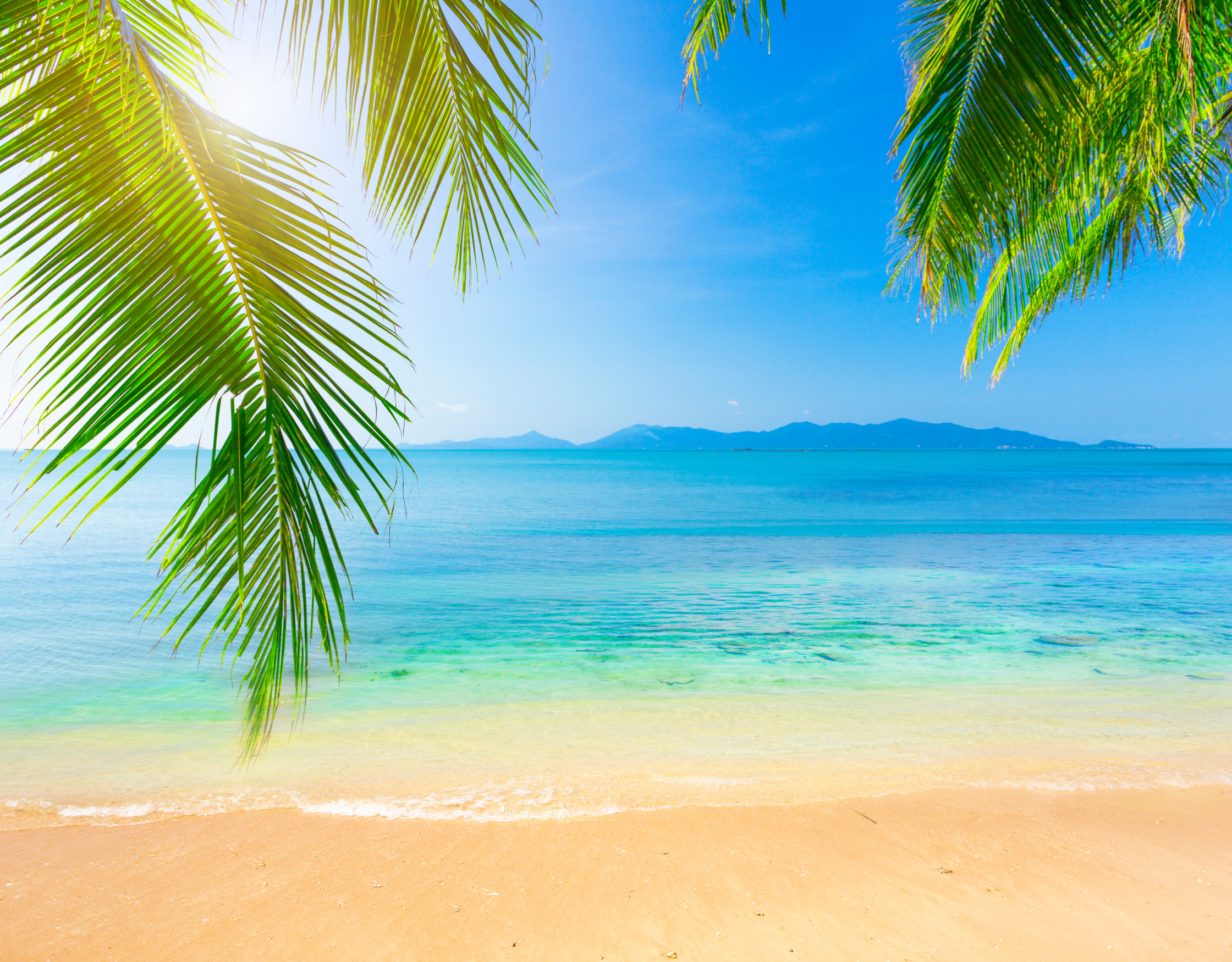 Palm and Tropical Beach